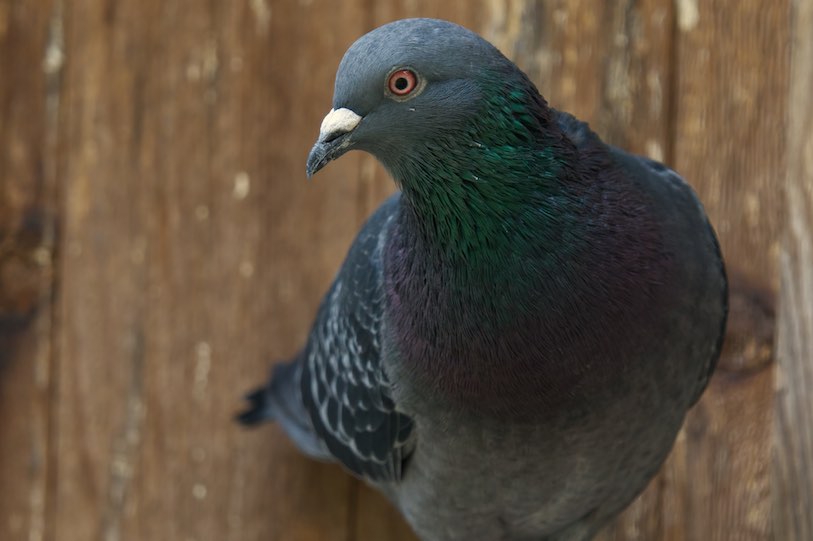 Pigeon 2